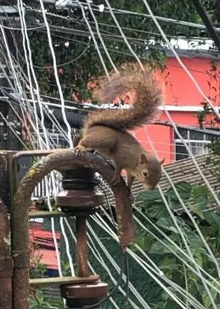 Recanto Dos Passaros Em Petropolis Exterior foto